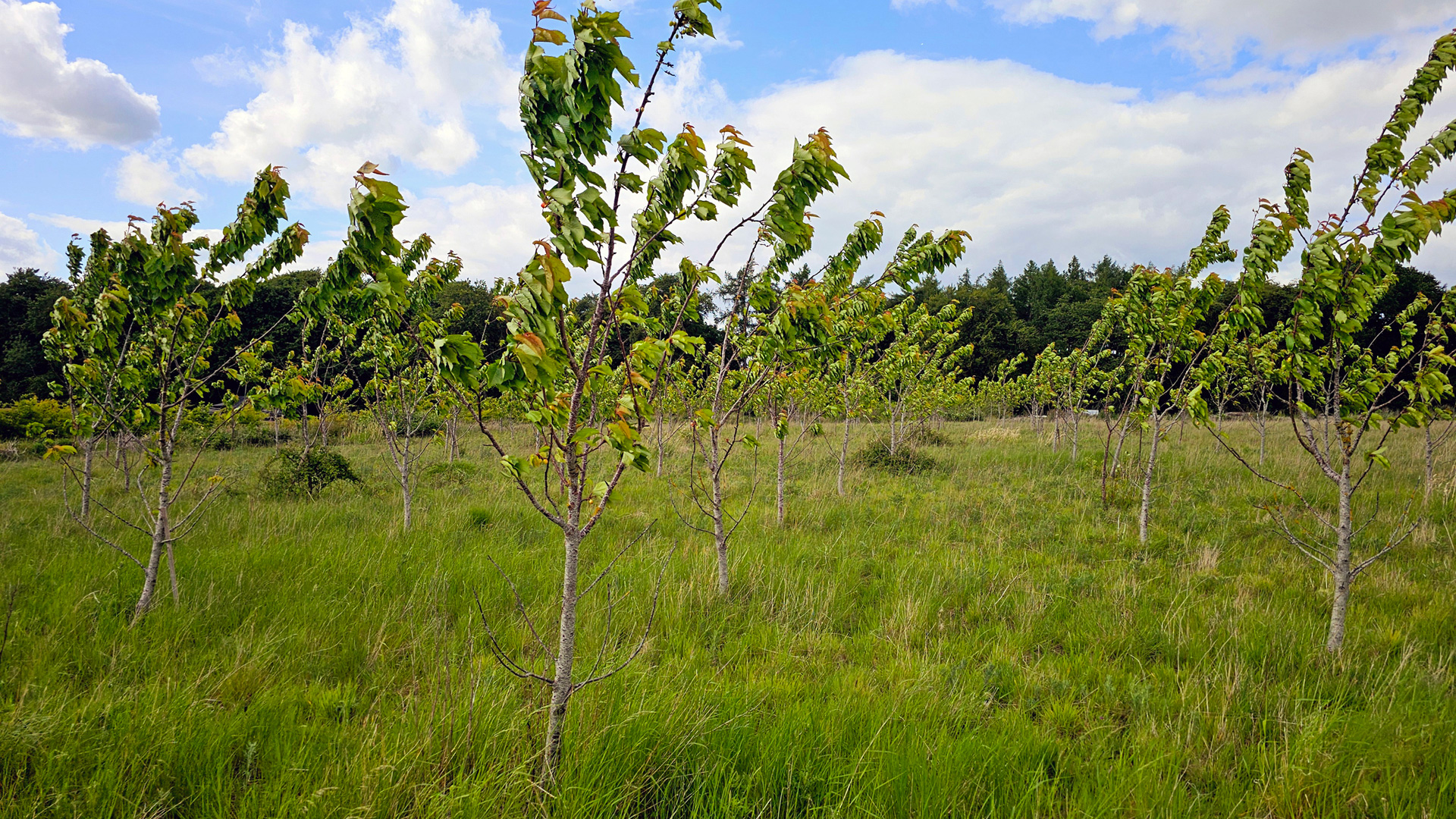 Orchard for sale in Stokenchurch