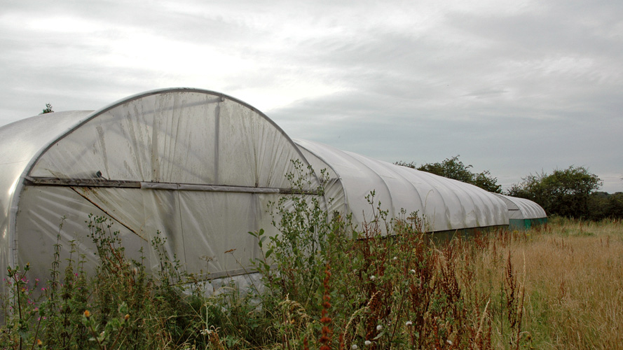 Polytunnels for sale in Studham