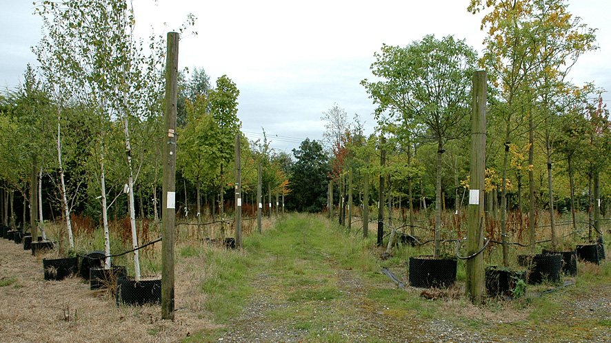Trees for sale in Studham