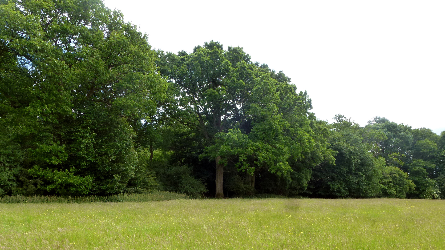 Woodland for sale in Charlwood