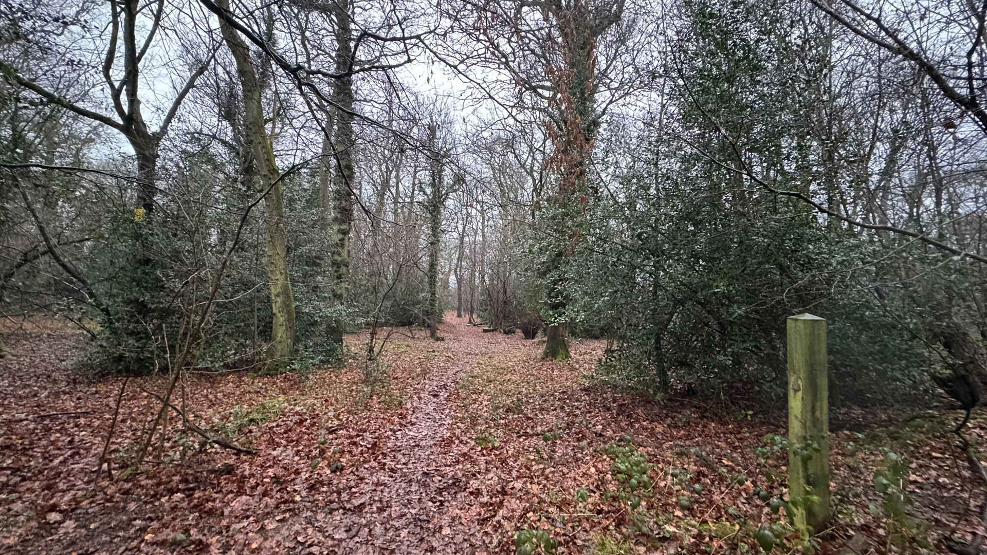 Woodland for sale in Flaunden trail
