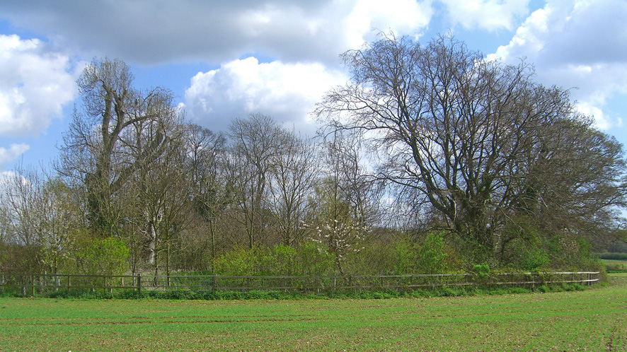 Woodland for sale in Rowlands Castle